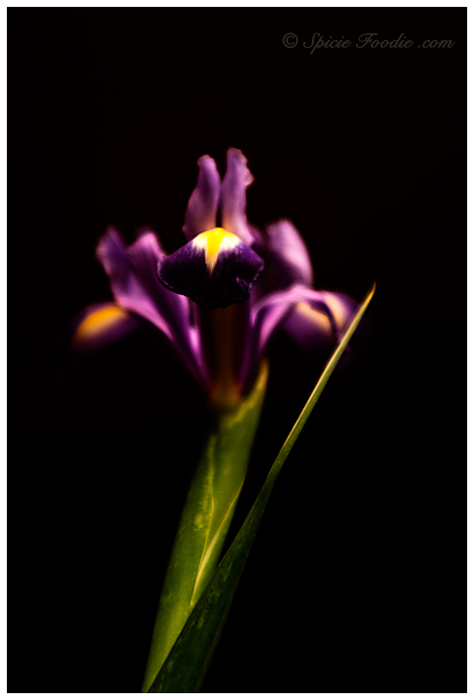Purple Iris Flower by @SpicieFoodie