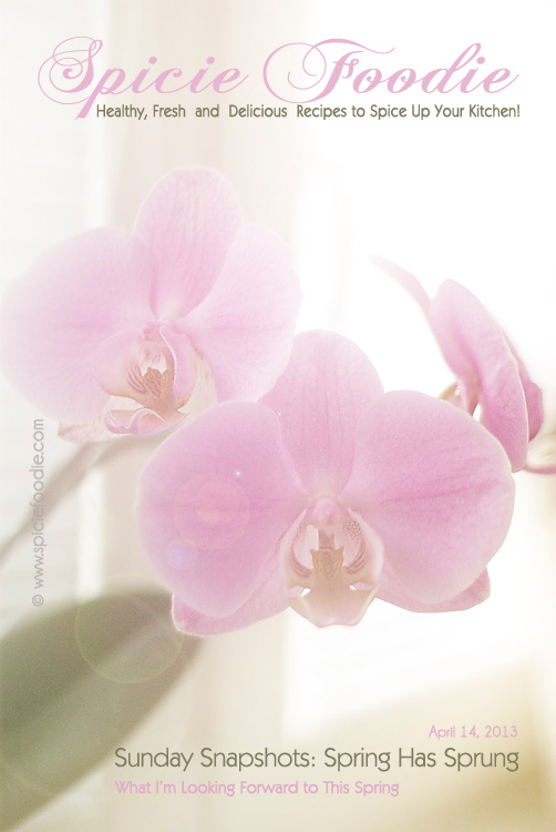 Sunday Snapshots: Spring Has Sprung on Spicie Foodie | #photography #orchid #spring 