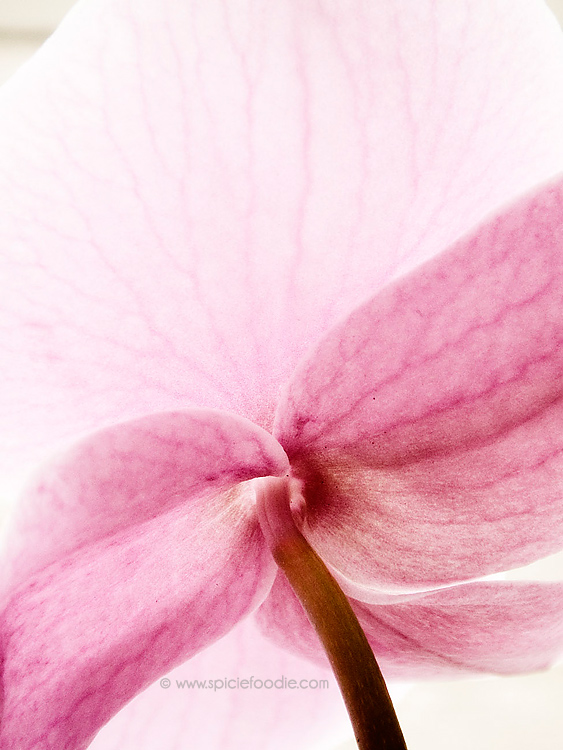 Sunday Snapshots: Spring Has Sprung on Spicie Foodie | #photography #orchid #spring 