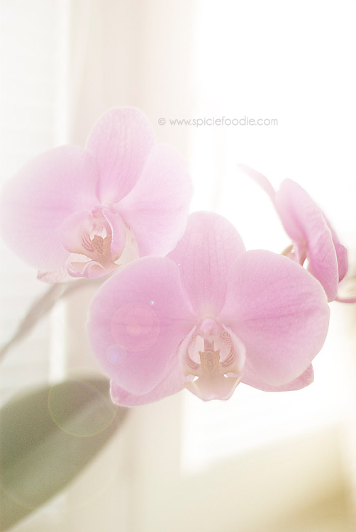 Sunday Snapshots: Spring Has Sprung on Spicie Foodie | #photography #orchid #spring 