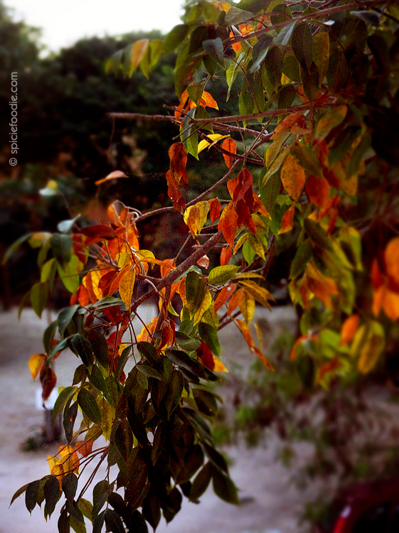 Sunday Snapshots: Things I love This Week #2 | #food #foodphotography