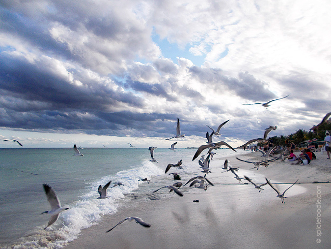 Sunday Snapshots: Beach Stroll by @SpicieFoodie | #photography #beach #beachlife #Mexico #Playa