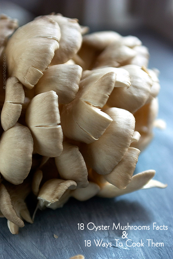 18 Oyster Mushrooms Facts and 18 Ways To Cook Them by @spiciefoodie | #mushrooms #champignon #oystermushrooms
